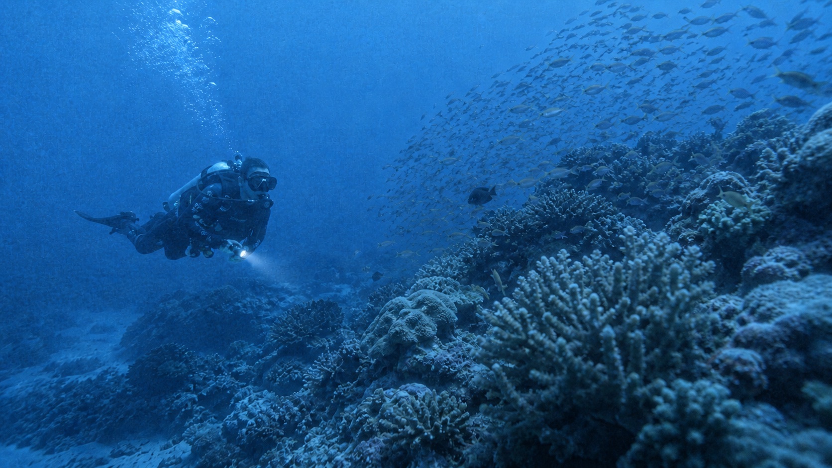 Original diver and reef photo