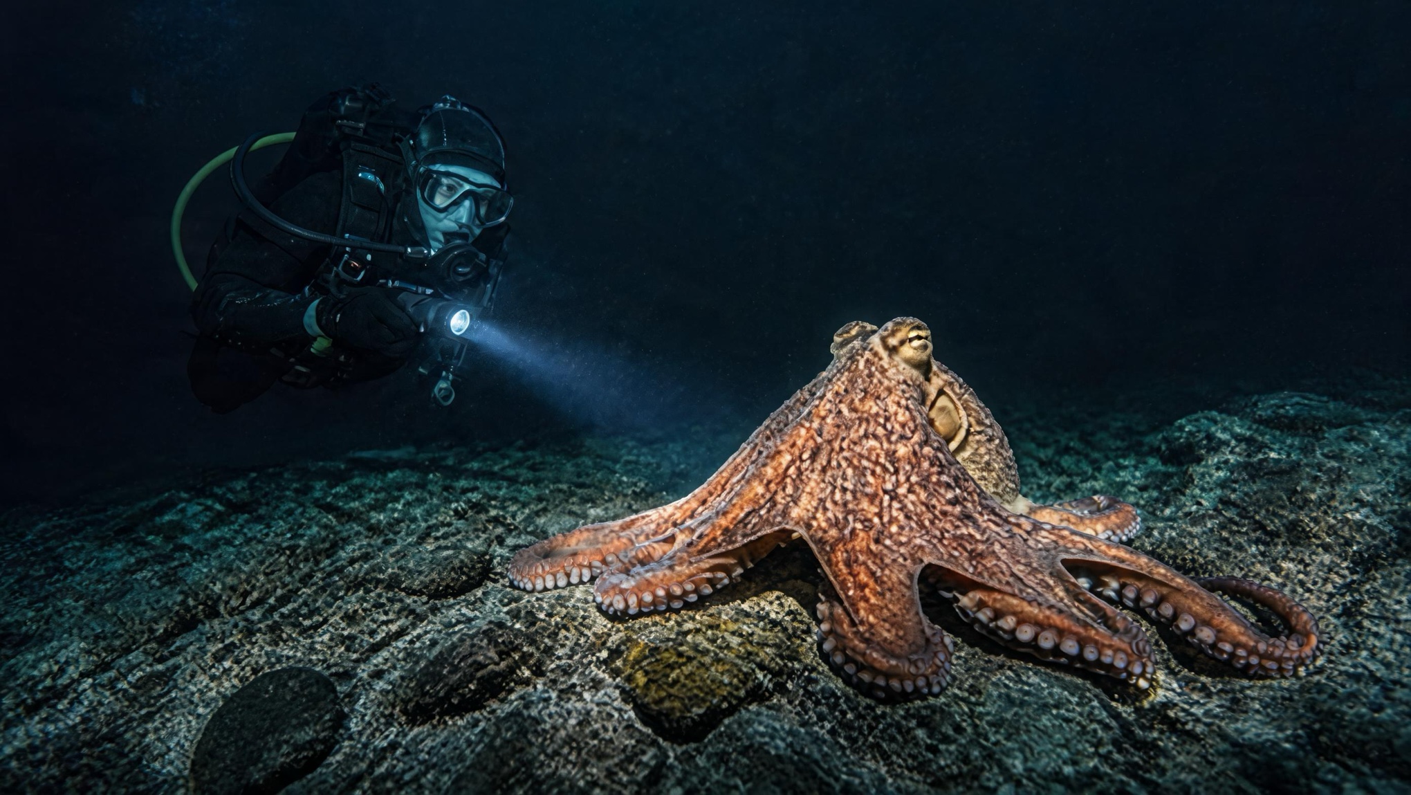 Advanced AI night-dive photo