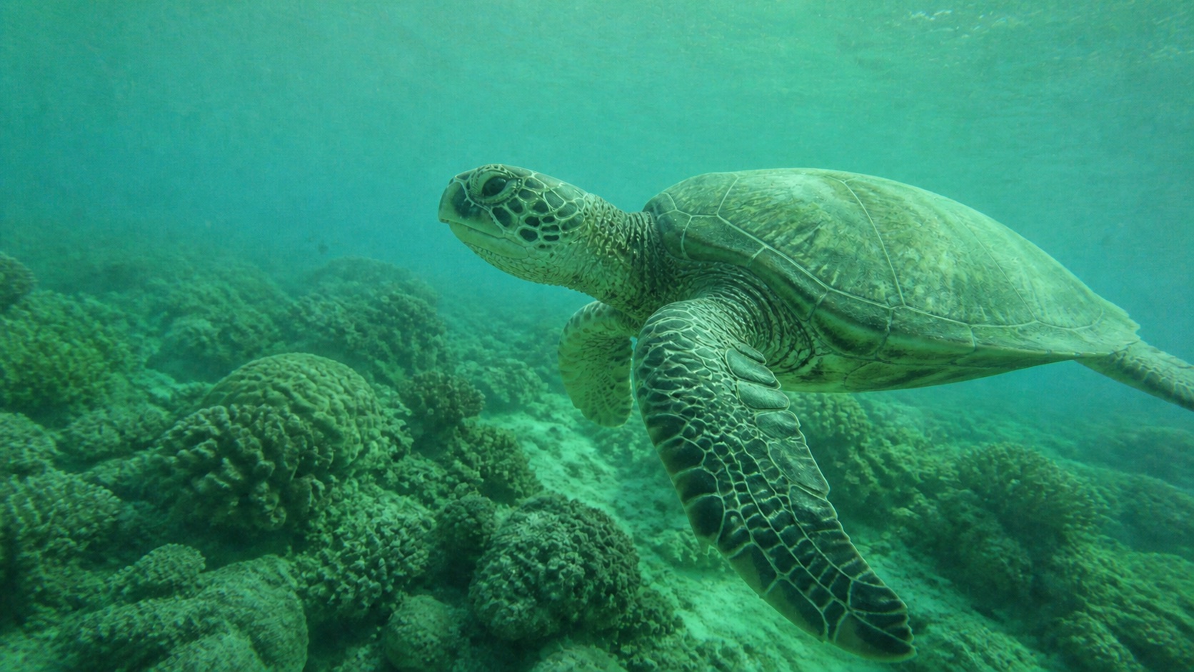Original sea turtle photo
