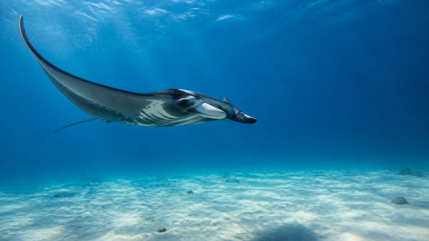 Enhanced manta ray