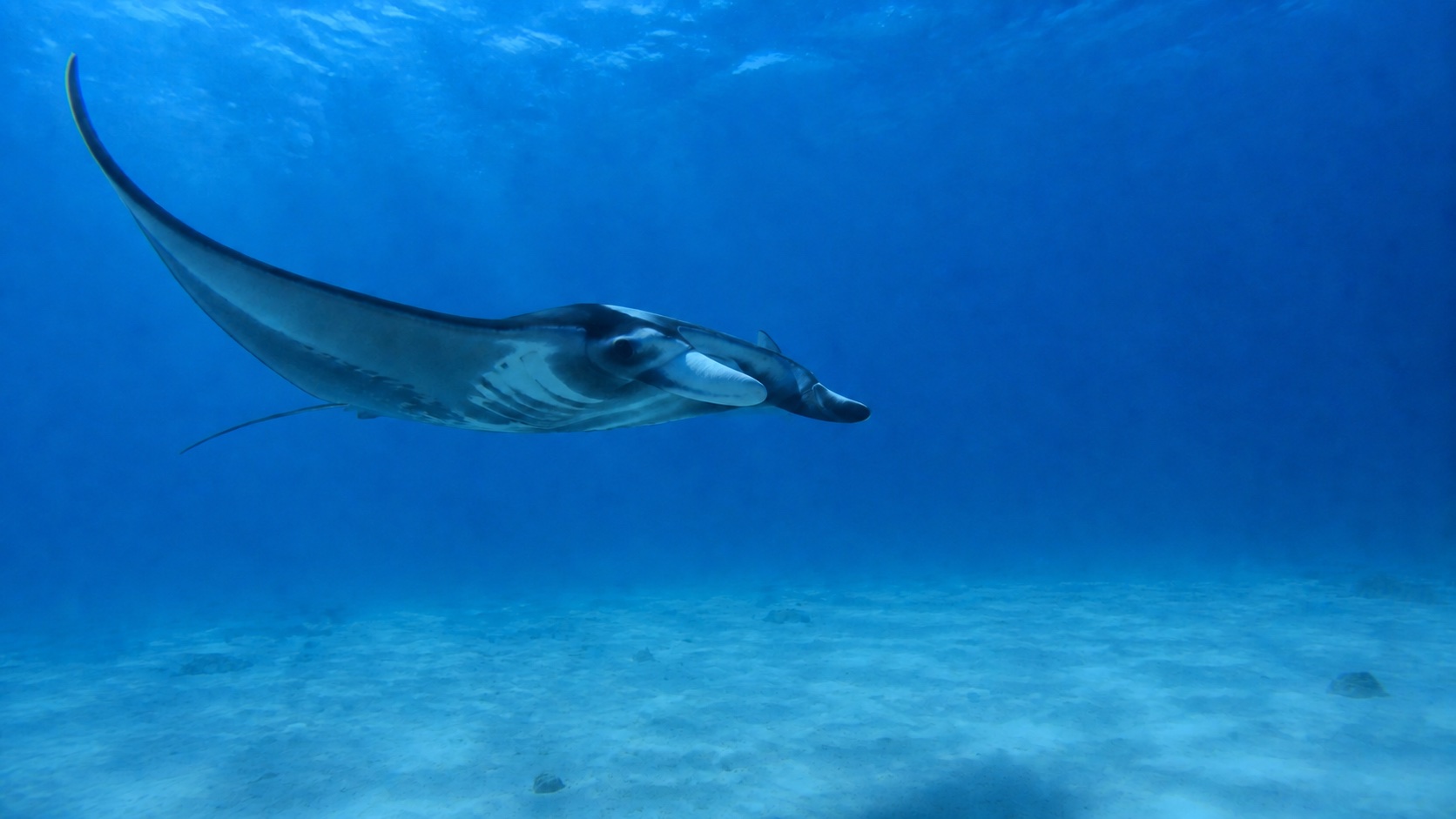 Original manta ray photo