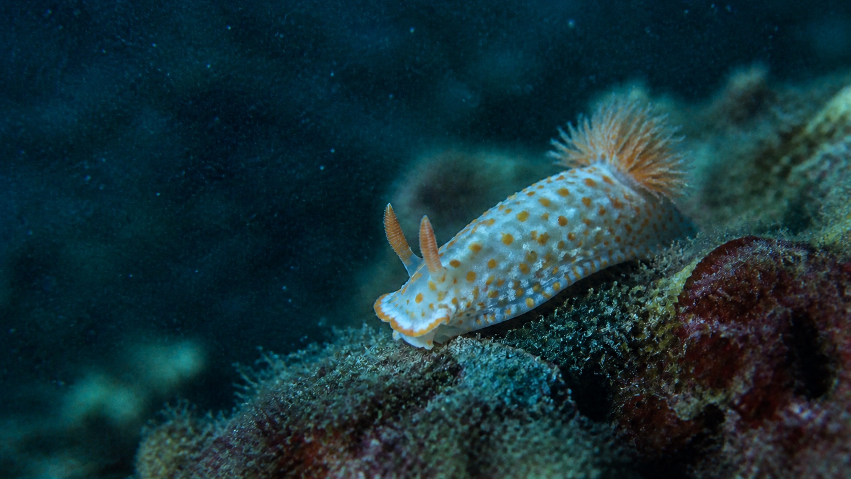 Original underwater macro photo