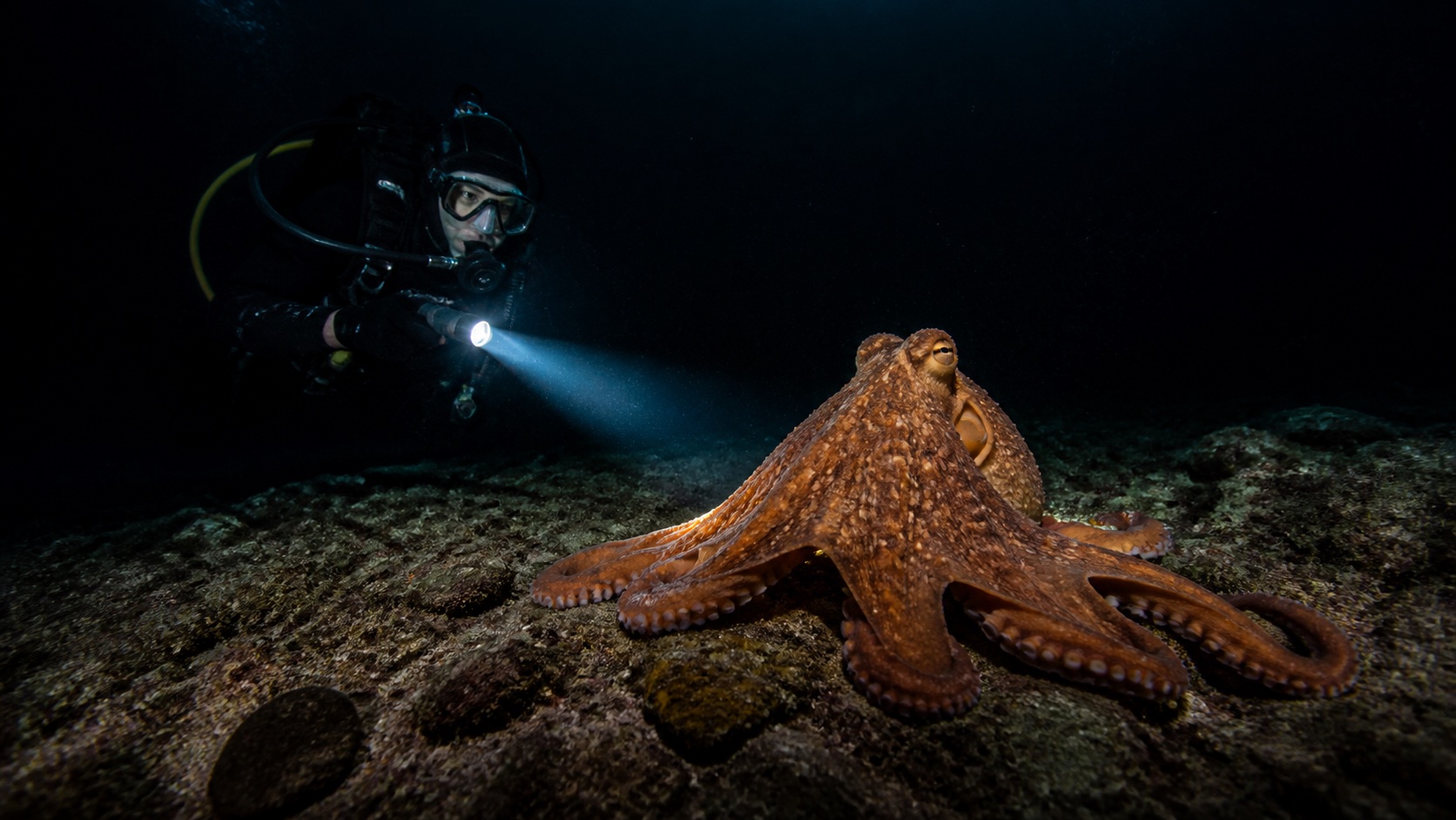 Enhanced night dive