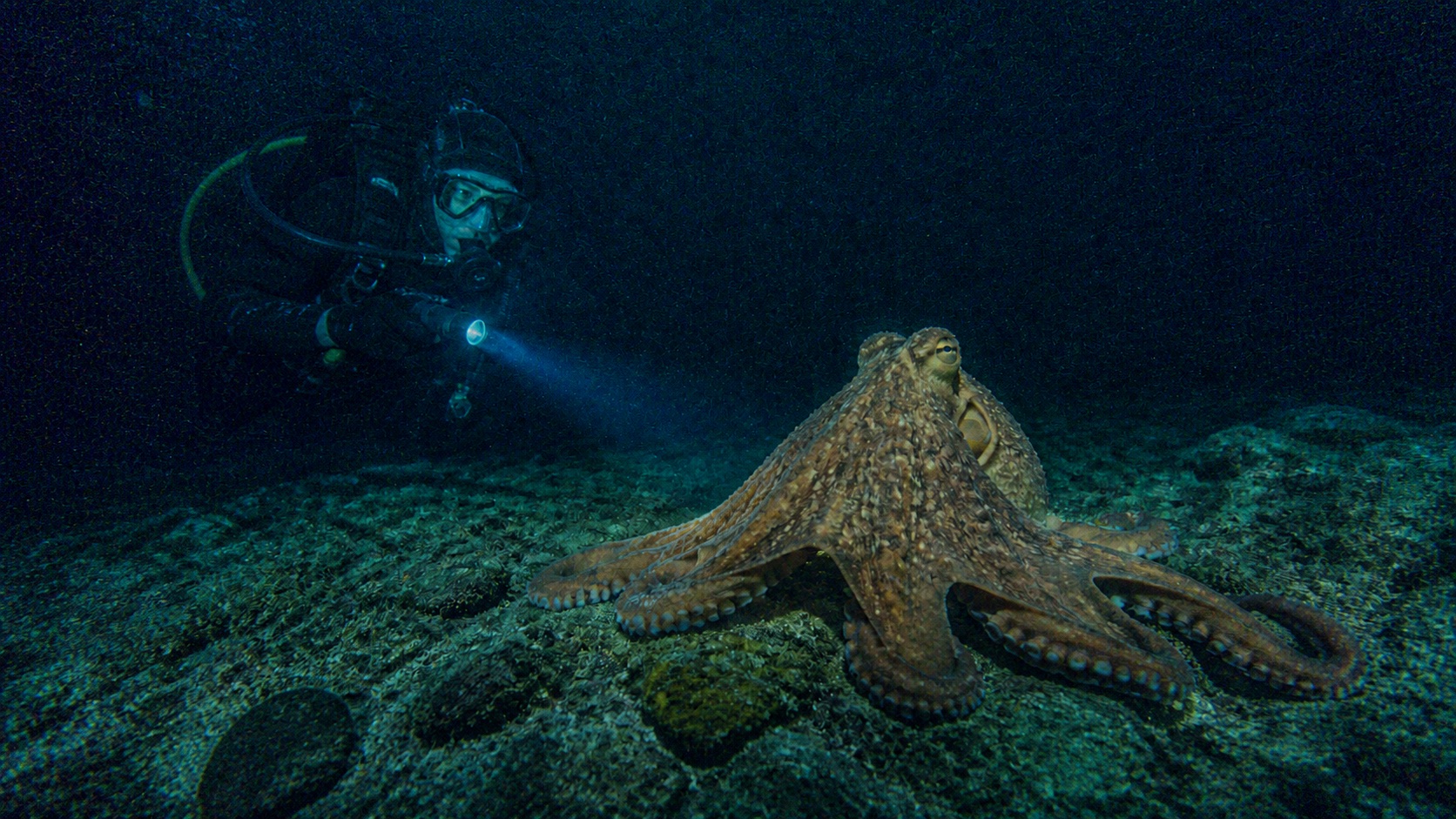 Original night dive photo