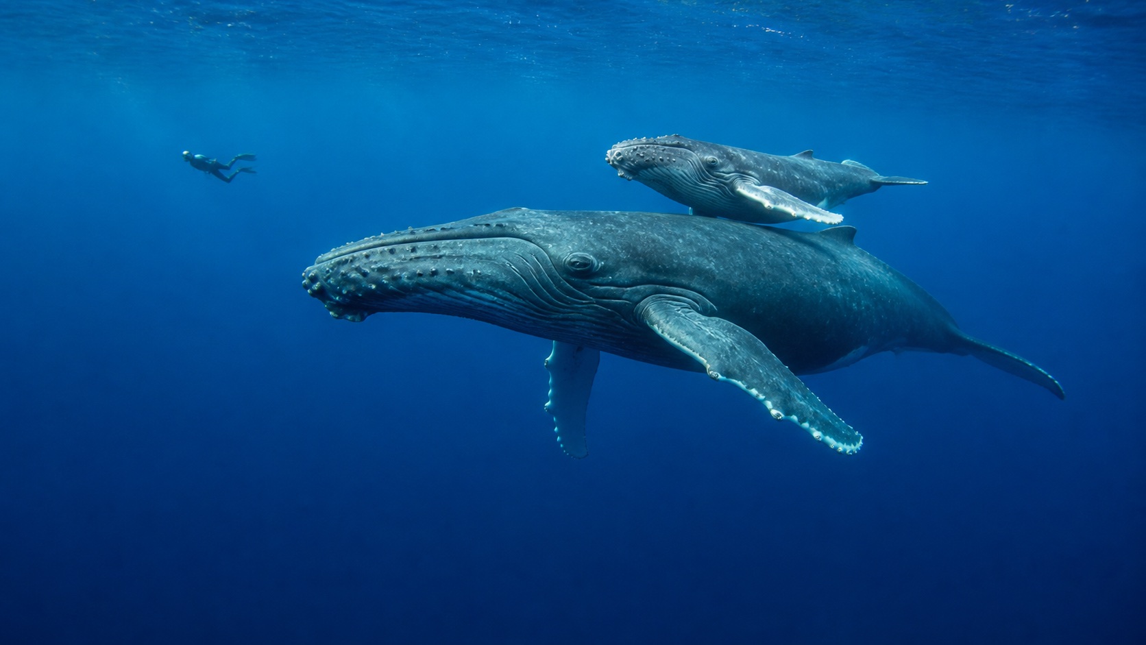 Enhanced whales